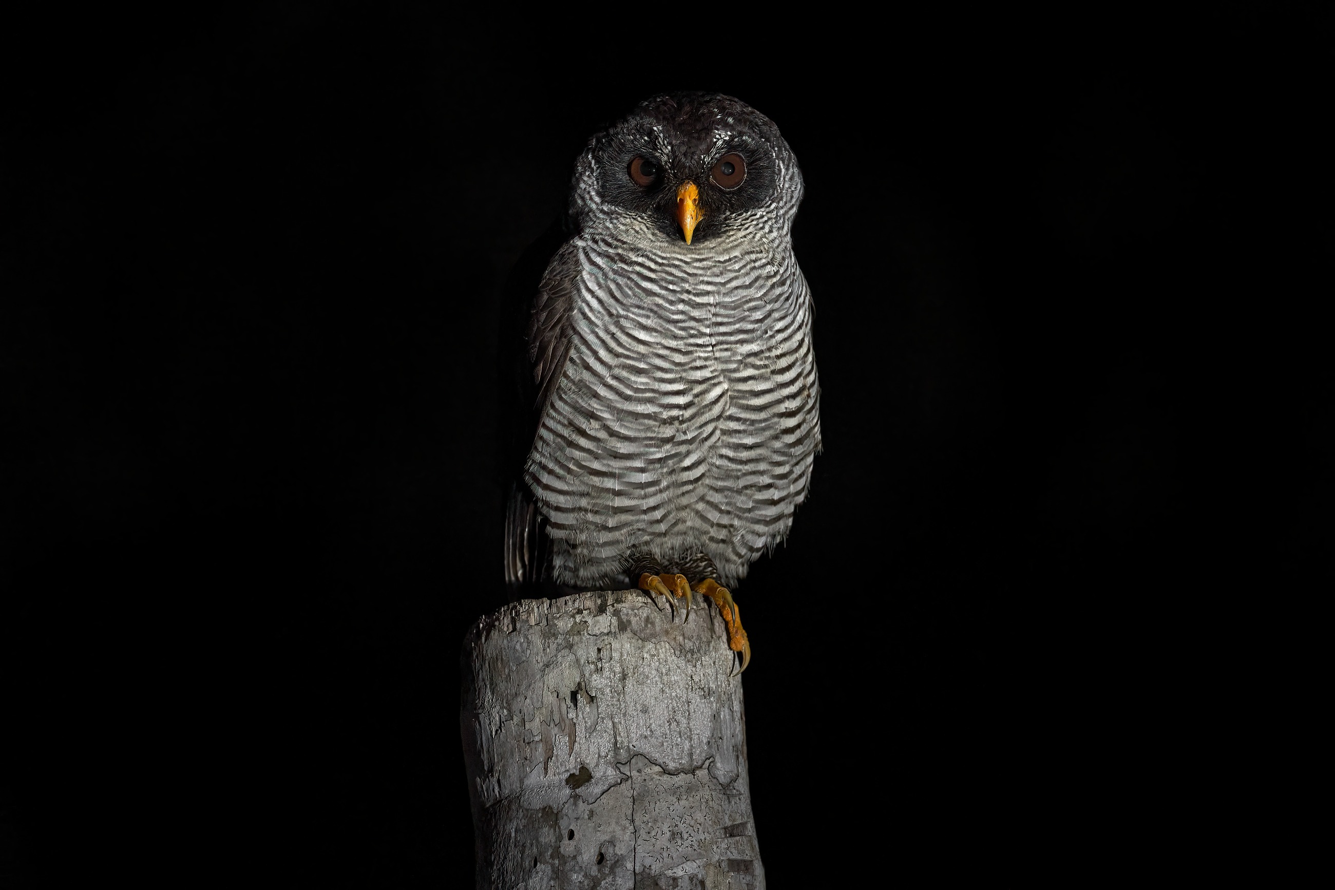 Black and white owl (Strix nigrolineata), puštík černobílý Boca Tapada, Costa Rica