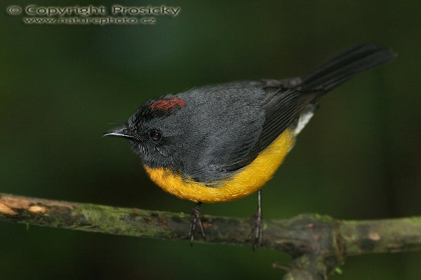 Lesňáček pestrý (Myioborus miniatus)