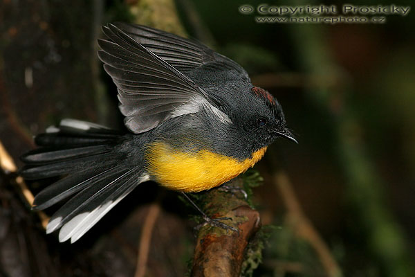 Lesňáček pestrý (Myioborus miniatus)