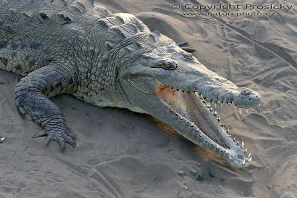 Krokodýl americký (Crocodylus acutus)