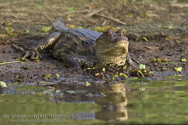Kajman brýlový (Caiman crocodilus)