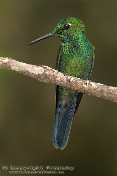 Kolibřík zelenotemenný (Heliodoxa jacula), sameček