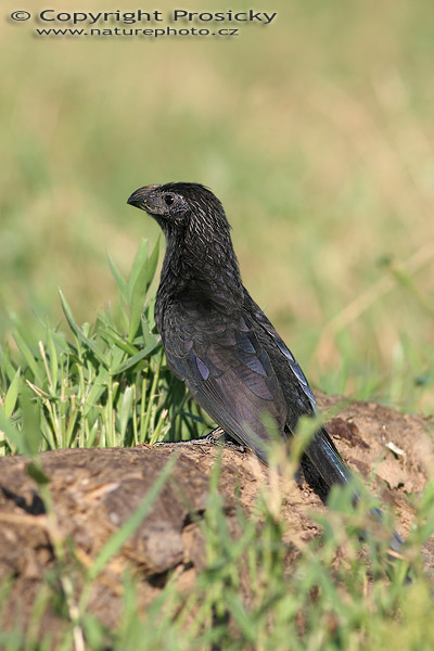 Kukačka rýhozobá (Crotophaga sulcirostris)