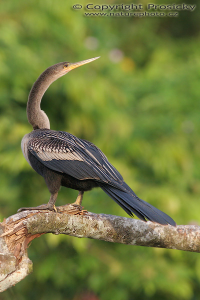 Anhinga americká (Anhinga anhinga)