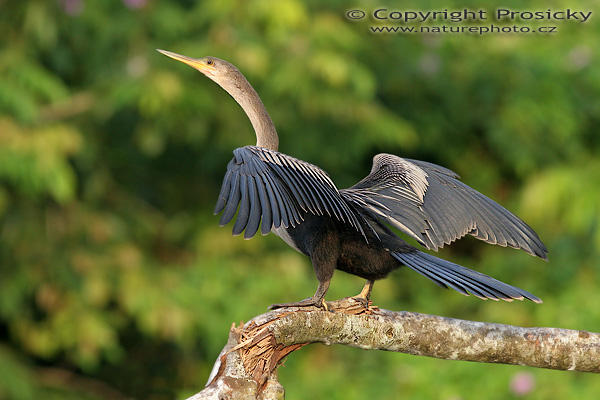 Anhinga americká (Anhinga anhinga)