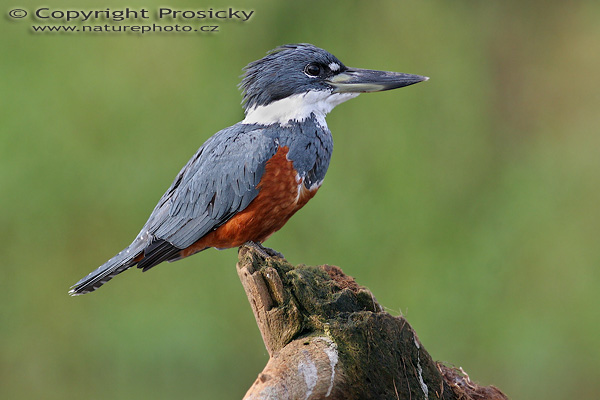 Rybařík obojkový (Megaceryle torquata), samička