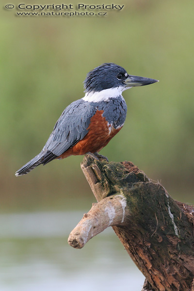 Rybařík obojkový (Megaceryle torquata), samička
