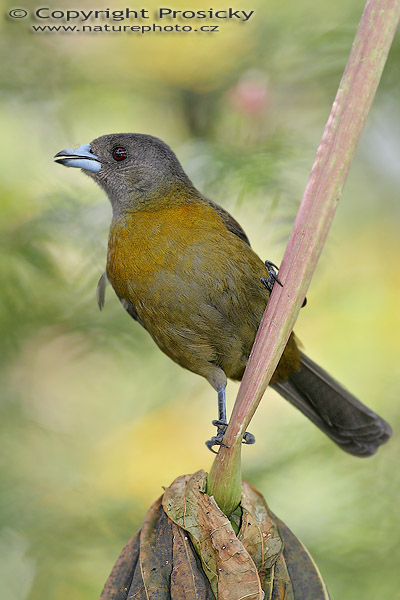 Tangara zpěvná (Ramphocelus passerinii), samička
