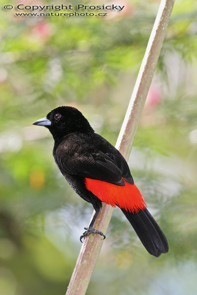 Tangara zpěvná (Ramphocelus passerinii), sameček