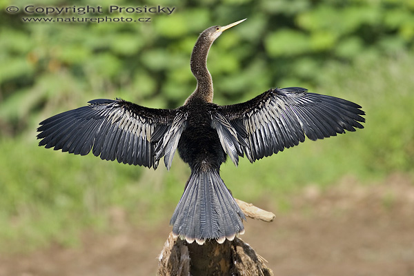 Anhinga americká (Anhinga anhinga)
