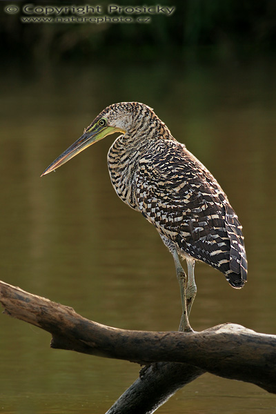 Bukač středoamerický (Tigrisoma mexicanum), nedospělý