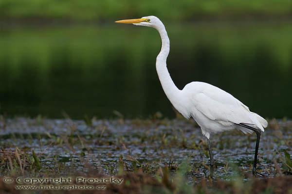 Volavka bílá (Egretta alba)