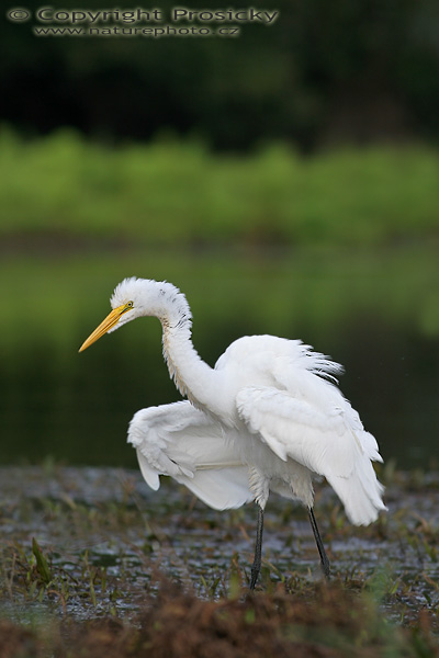 Volavka bílá (Egretta alba)