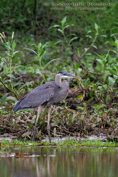 Volavka velká (Ardea herodias)