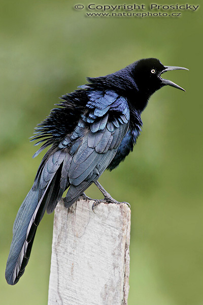Vlhovec velkoocasý (Quiscalus mexicanus), samec