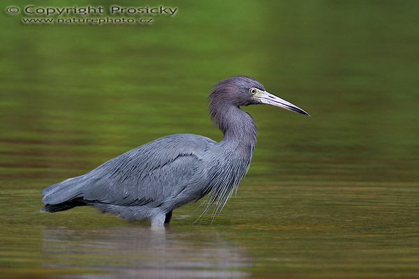 Volavka modrošedá (Egretta caerulea)