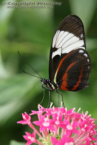 Cyndo Longwing (Heliconius cyndo chioneus)