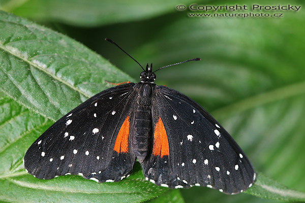 Crimson patch (Chlosyne janais)