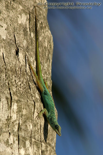 Ještěrka rodu Ctenonotus (?)