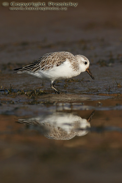 Jespák písečný (Calidris alba)