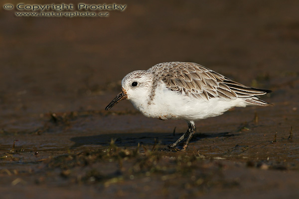 Jespák písečný (Calidris alba)