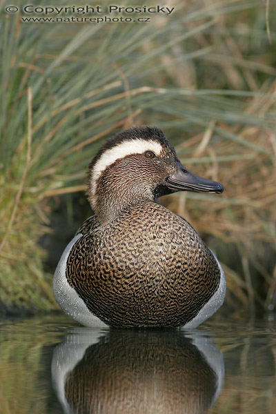 Čírka modrá (Anas querquedula)