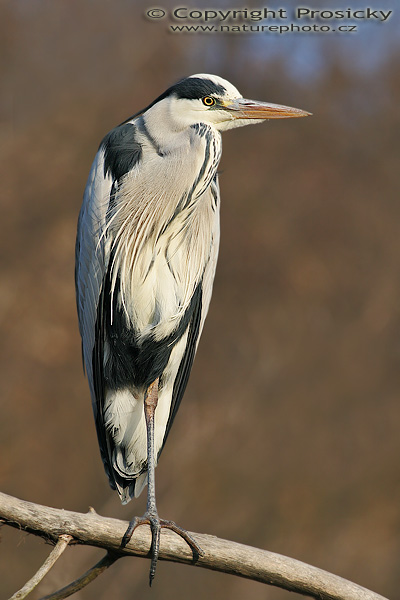 Volavka popelavá (Ardea cinerea)