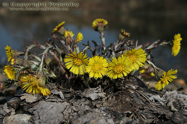 Podběl obecný (Tussilago farfara)