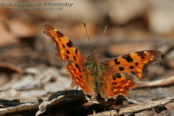 Babočka bílé c (Polygonia c-album)