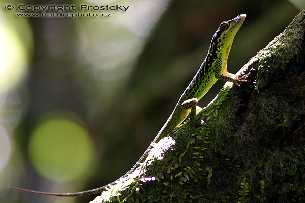 Anolis sp.