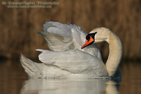 Labuť velká (Cygnus olor)