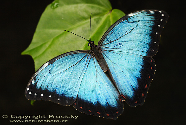 Morpho peleides