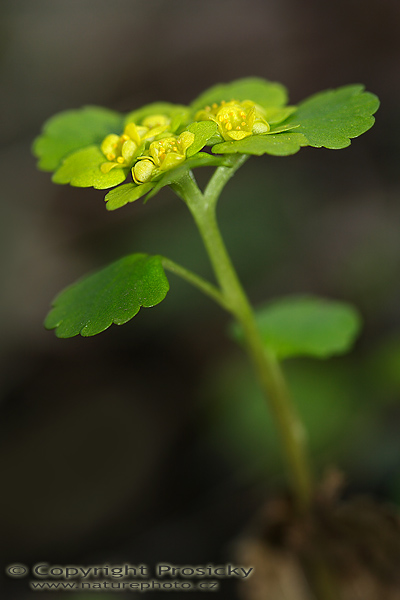 Mokrýš střídavolistý (Chrysosplenium alternifolium)