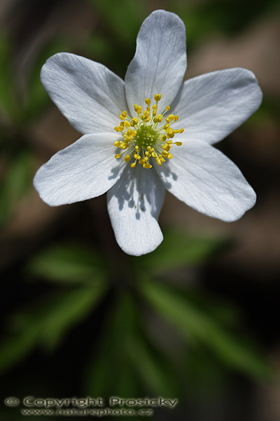 Sasanka hajní (Anemone nemorosa)