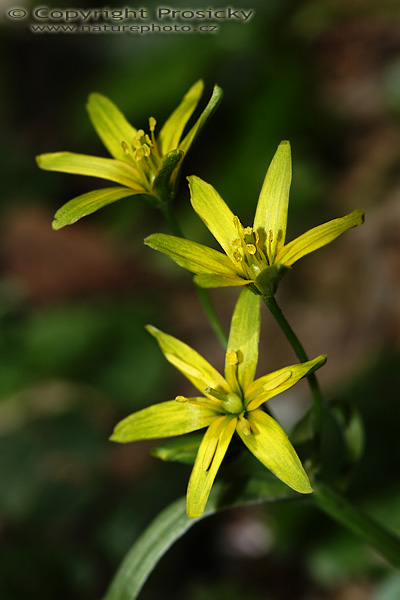 Křivatec žlutý (Gagea lutea)