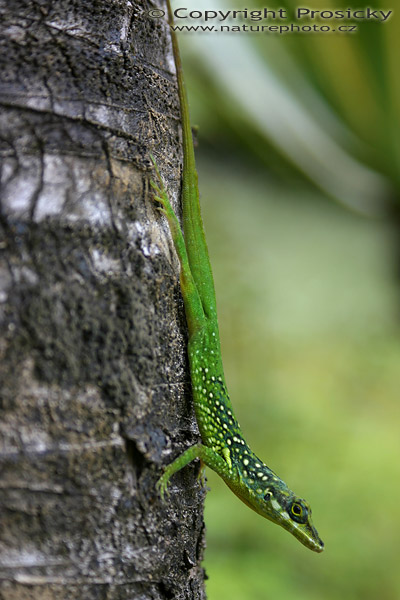 Anolis sp.