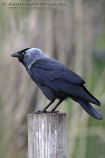 Kavka obecná (Corvus monedula)