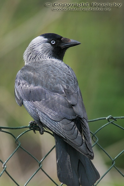 Kavka obecná (Corvus monedula)