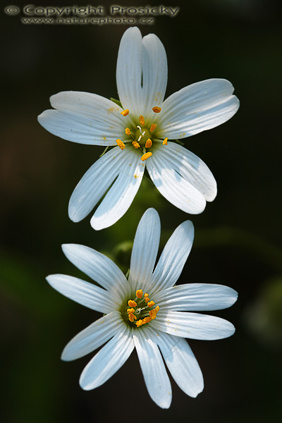 Rožec rolní (Cerastium arvense)