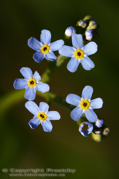 Pomněnka bahení (Myosotis scorpioides)