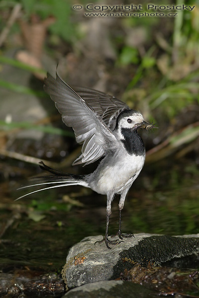 Konipas bílý (Motacilla alba)