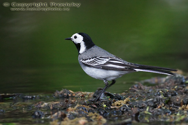 Konipas bílý (Motacilla alba)