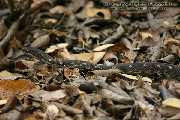 Grove Snake (Alsophis antillensis sibonius)