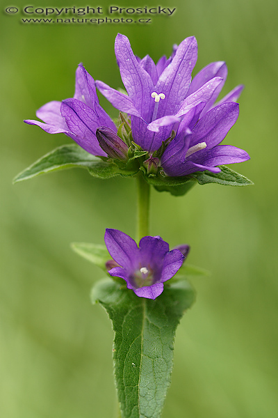 Zvonek klubkatý (Capmanula glomerata)