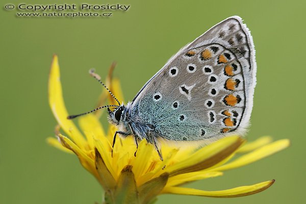 Modrásek jehlicový Polyommatus icarus), Modrásek jehlicový Polyommatus icarus), Common Blue, Autor: Ondřej Prosický, Model aparátu: Canon EOS 20D, Objektiv: Canon EF 100mm f/2.8 Macro USM, fotografováno z ruky, Doba expozice: 1/100 s, Clona: 4.50, ISO: 100, Kompenzace expozice: +1/3 EV, Měření expozice: celoplošné se zvýrazněným středem, Blesk: Ne, Vytvořeno: 5. června 2006 12:30:06, Děvín, CHKO Pálava (ČR)