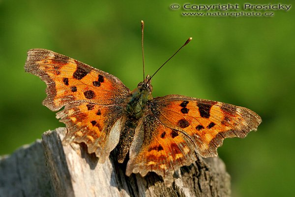 Babočka bíle C (Polygonia c-album), Babočka bíle C (Polygonia c-album), Autor: Ondřej Prosický, Model aparátu: Canon EOS 20D, Objektiv Canon EF 100mm f/2.8 Macro USM, polarizační filtr, Přepočtené ohnisko: 160 mm, fotografováno z ruky, Clona: 8.0, Doba expozice: 1/125 s, ISO: 100, Měření: celoplošné se zdůrazněným středem, Kompenzace expozice: -1/3 EV, Blesk: ne, Vytvořeno: 11. května 2006 18:37, Dolní Počernice, Praha (ČR)