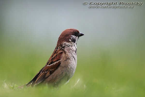 Vrabec polní (Passer montanus), Vrabec polní (Passer montanus), Autor: Ondřej Prosický, Model aparátu: Canon EOS 20D, Objektiv: Canon EF 400mm f/5.6 L USM, objektiv opřen o zem, Doba expozice: 1/800 s, Clona: 5.60, ISO: 200, Kompenzace expozice: -1/3 EV, Měření expozice: celoplošné se zvýrazněným středem, Blesk: Ne, Vytvořeno: 10. června 2006 13:22:50, Pohansko, jižní Morava (ČR)