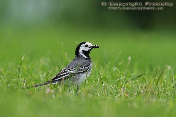 Konipas bílý (Motacilla alba), Konipas bílý (Motacilla alba), Autor: Ondřej Prosický, Model aparátu: Canon EOS 20D, Objektiv: Canon EF 400mm f/5.6 L USM, objektiv opřen o zem, Doba expozice: 1/200 s, Clona: 5.60, ISO: 100, Kompenzace expozice: -1/3 EV, Měření expozice: celoplošné se zvýrazněným středem, Blesk: Ne, Vytvořeno: 10. června 2006 13:15:35, Pohansko, jižní Morava (ČR)