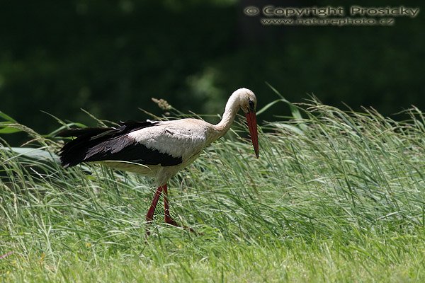 Čáp bílý (Ciconia ciconia), Čáp bílý (Ciconia ciconia), Autor: Ondřej Prosický, Model aparátu: Canon EOS 20D, Objektiv: Canon EF 400mm f/5.6 L USM, stativ Gitzo 1227 + 1377M, Doba expozice: 1/500 s, Clona: 5.60, ISO: 100, Kompenzace expozice: -1/3 EV, Měření expozice: celoplošné se zvýrazněným středem, Blesk: Ne, Vytvořeno: 10. června 2006 12:45:41, Pohansko, jižní Morava(ČR)