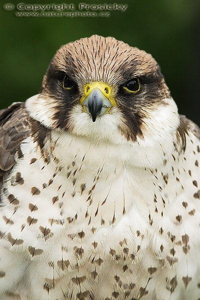 Raroh jižní (Falco biarmicus), Raroh jižní (Falco biarmicus), Lanner Falcon, Autor: Ondřej Prosický, Model aparátu: Canon EOS 20D, Objektiv: Canon EF 200mm f/2.8 L USM, stativ Gitzo 1227 + 1377M, Doba expozice: 1/250 s, Clona: 7.10, ISO: 400, Kompenzace expozice: 0 EV, Měření expozice: celoplošné se zvýrazněným středem, Blesk: Ano (externí Sigma EF-500 DG Super, -1 EV), Vytvořeno: 4. června 2006 10:18:06, společnost Zayferus, zámek Lednice (ČR)